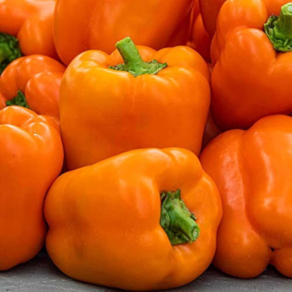 Orange pepper plant grown from seeds with smooth, vibrant orange bell peppers